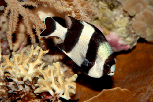 אלמוגית 4 פסים-Four Stripe Damselfish
