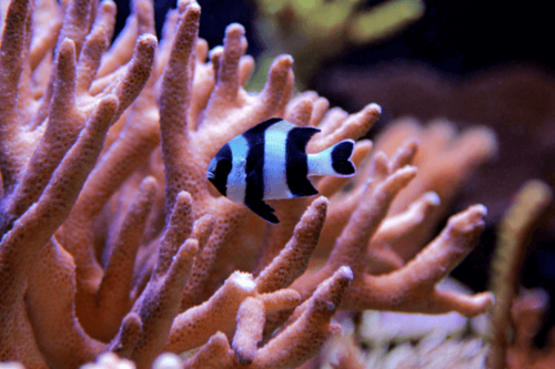 אלמוגית 4 פסים-Four Stripe Damselfish