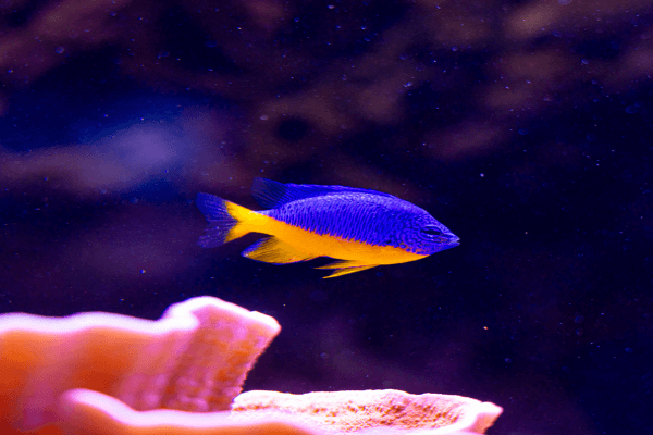 אלמוגית אזור-Azure Damselfish