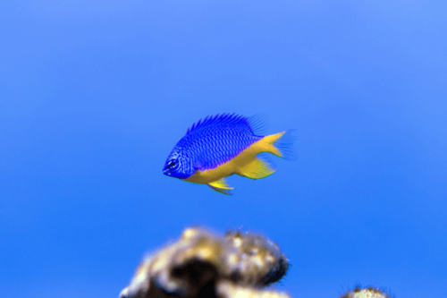 אלמוגית אזור-Azure Damselfish