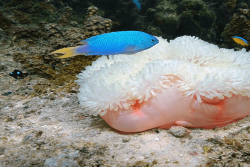 אלמוגית ניאון-Neon Damselfish