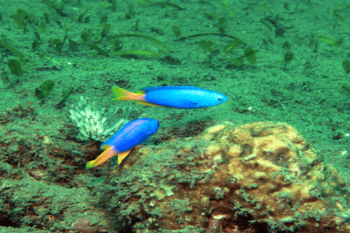 אלמוגית ניאון-Neon Damselfish