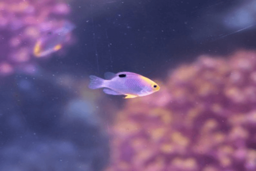 אלמוגית טלבוטי-Talbot's Damselfish