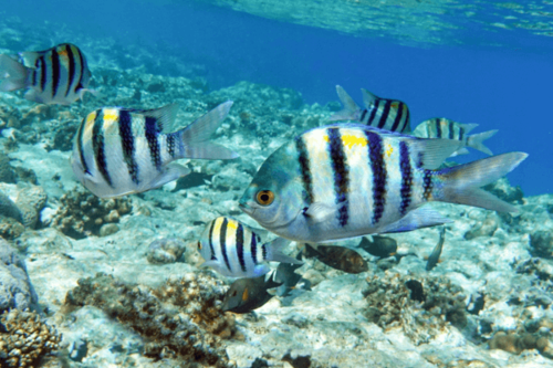 אלמוגית סרג'נט מיג'ור-Sergeant Major Damselfish