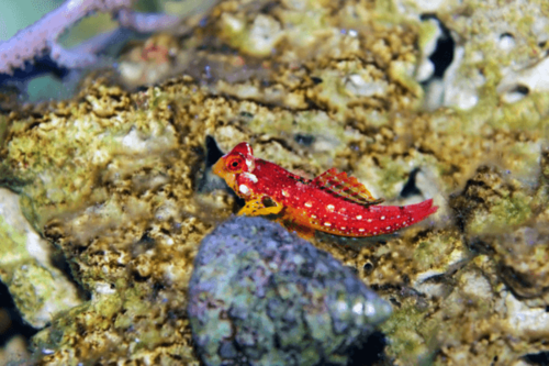 מנדרין דרקון אדום-Red Dragonet