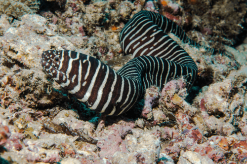 מורנת זברה-Zebra Moray Eel