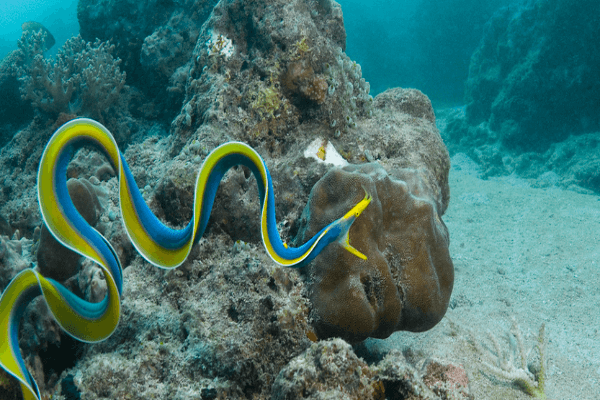 מורנת סרט-Blue Ribbon Eel