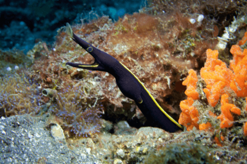 מורנת סרט-Blue Ribbon Eel