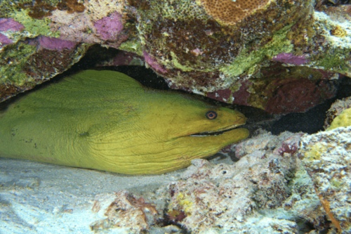 מורנה ירוקה-Green Moray