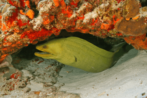 מורנה ירוקה-Green Moray