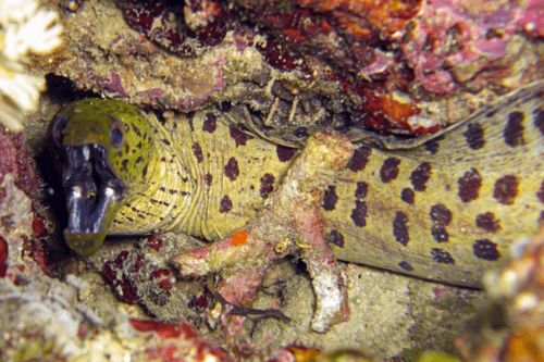 מורנה ראש צהוב-Fimbriated Moray Eel