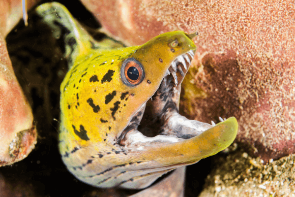 מורנה ראש צהוב-Fimbriated Moray Eel