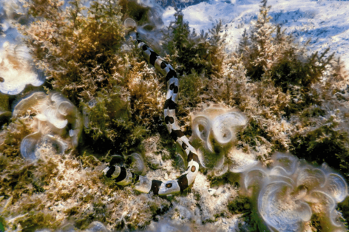 מירנון זעמני- Moray Eel rueppelliae  
