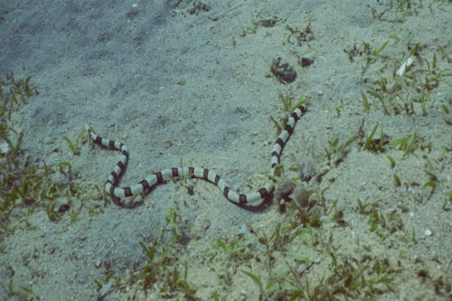 מירנון זעמני- Moray Eel rueppelliae  