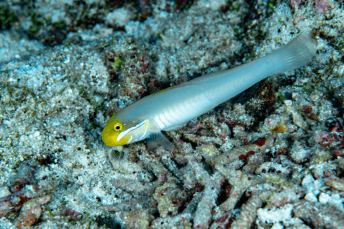 גובי הופך חול -Golden Head Sleeper Goby