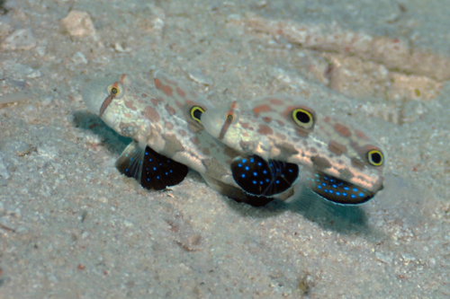 גובי שתי נקודות-Two Spot Goby