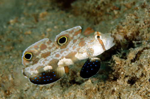 גובי שתי נקודות-Two Spot Goby