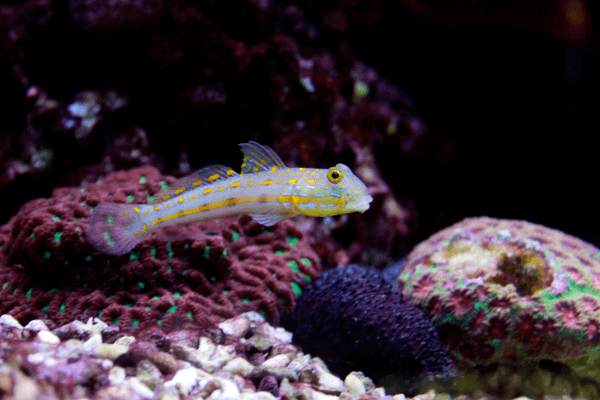גובי הופך חול דימונד-Diamond Watchman Goby