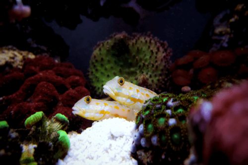 גובי הופך חול דימונד-Diamond Watchman Goby