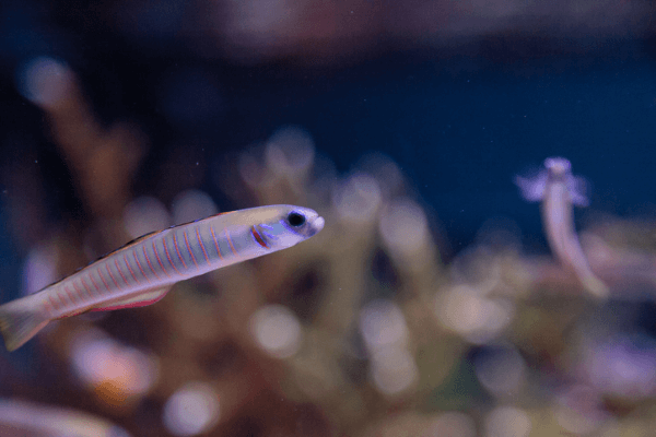 גובי זברה-Zebra Barred Dartfish