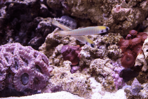 גובי זברה-Zebra Barred Dartfish