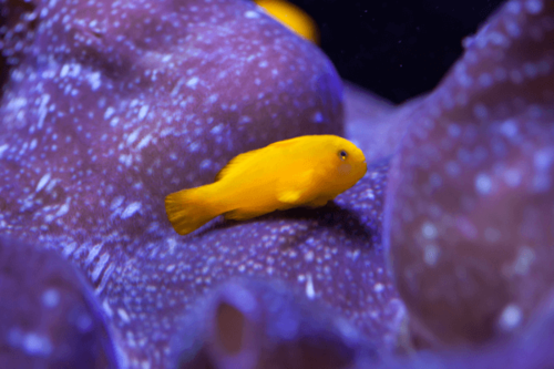 גובידון צהוב-Clown Goby