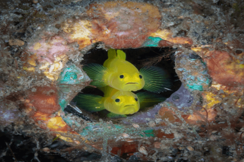 גובידון צהוב-Clown Goby