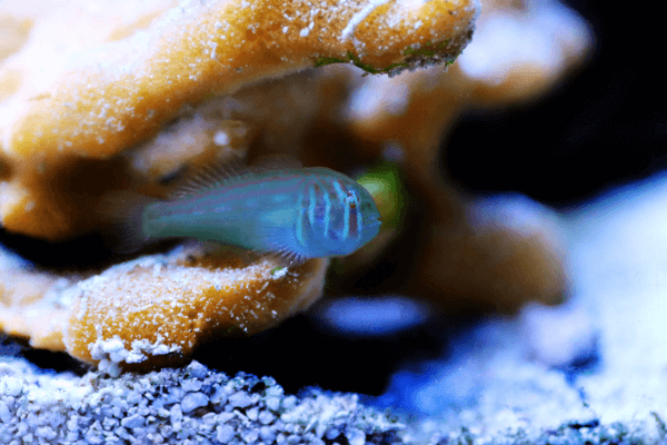 גובידון ירוק-Clown Goby Green