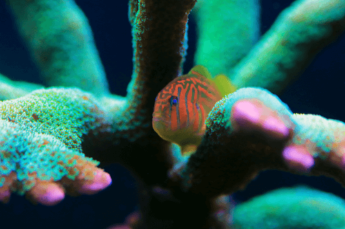 גובידון ירוק-Clown Goby Green