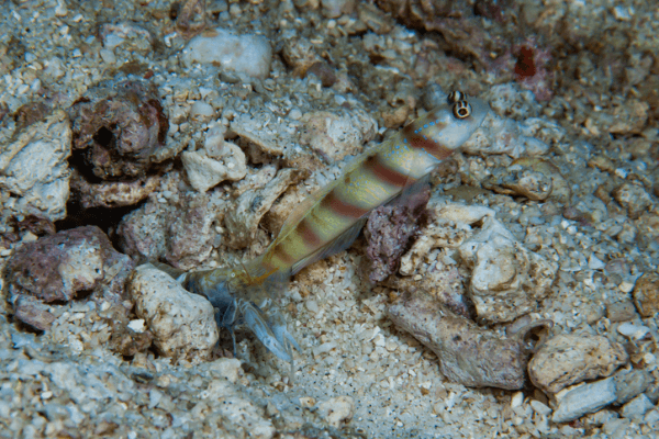 גובי דרקולה-Dracula Goby