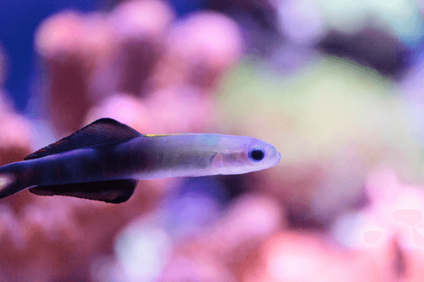 גובי חצאית-  Scissortail Dartfish