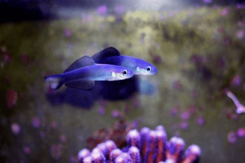 גובי חצאית-  Scissortail Dartfish