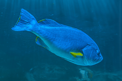 לוקוס כחול-Blue-and-Yellow Grouper