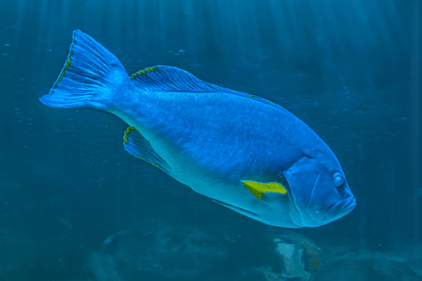לוקוס כחול-Blue-and-Yellow Grouper