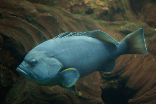 לוקוס כחול-Blue-and-Yellow Grouper
