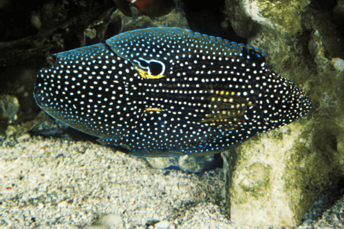 בטא מרין-Marine betta