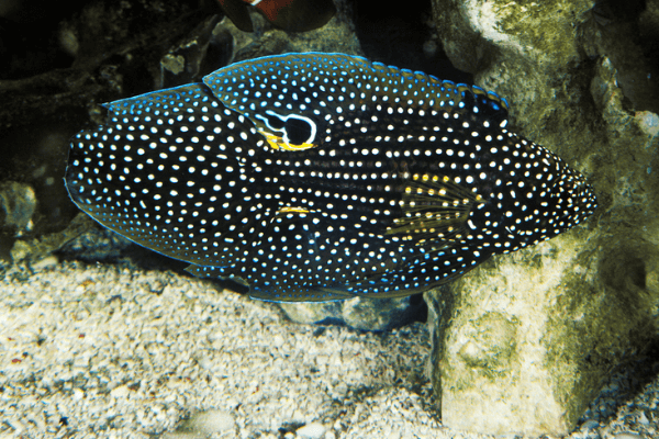 בטא מרין-Marine betta
