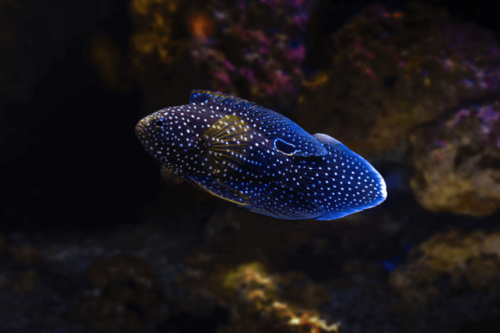 בטא מרין-Marine betta