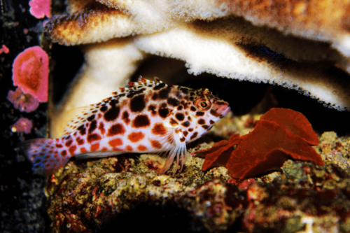 הוקפיש מנוקד-Pixy/Spotted Hawkfish