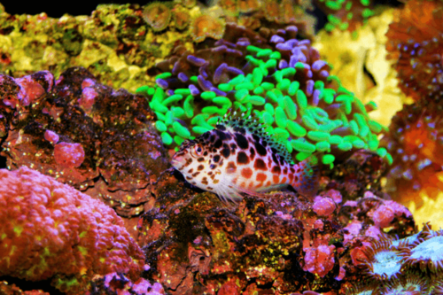 הוקפיש מנוקד-Pixy/Spotted Hawkfish