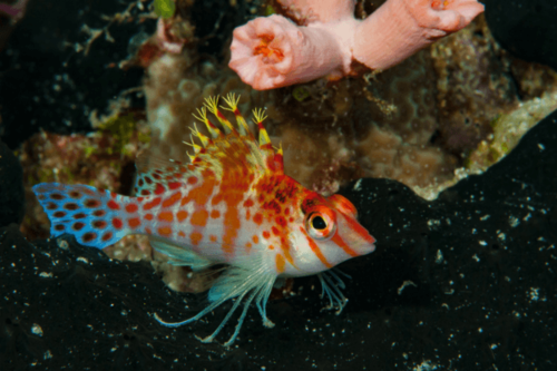 הוקפיש פלקו-Falco Hawkfish