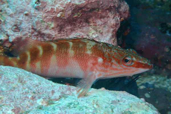 הוקפיש רד בלד-Blood Red Hawkfish
