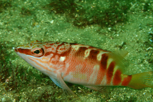 הוקפיש רד בלד-Blood Red Hawkfish