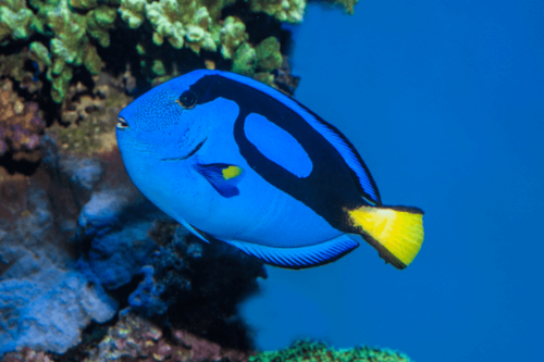 נתחן  כחול(נתחן 9)- Blue tang
