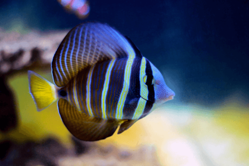 זברזומה וויליפרום-Sailfin Tang