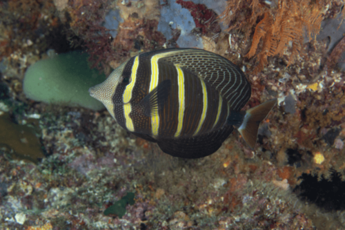 זברזומה וויליפרום-Sailfin Tang