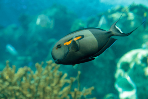 נתחן אורנג' שולדר-Orangeshoulder Tang