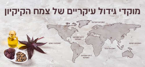 מאיפה מגיע שמן קיק ומה זה שמן קיק