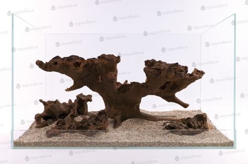 גזע סוואנה 15-30 ס