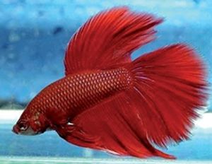 דג קרב סיאמי אדום   XL RED
